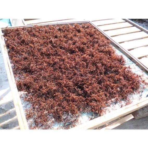 下北産 干しふのり 18g×2袋 青森県産 : みなみやこんぶや店 - 通販