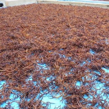 やまさん専用お値下げ　北海道十勝産ふのり500g やま磯公式オンラインショップ