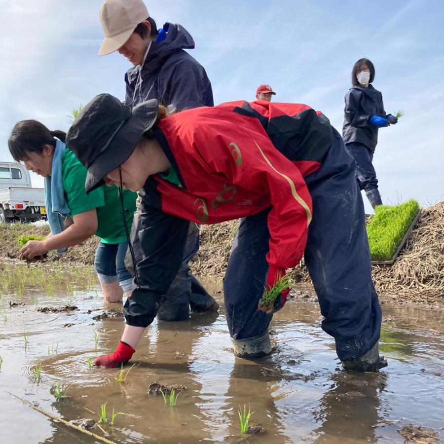 あきたこまち 米 お米 玄米 20kg（5kg×4袋）秋田県産 農家直送（選べる