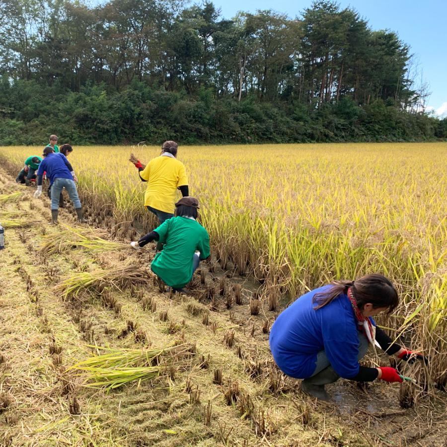 あきたこまち 米 お米 玄米 25kg（5kg×5袋）秋田県産 農家直送（選べる