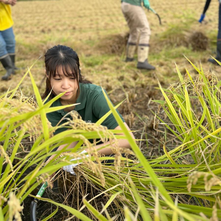 （選べるプレゼント付き）米 お米 米10kg （5kg×2袋） 無洗米 あきたこまち 令和5年産 秋田県産 農家直送｜minato-farm｜12