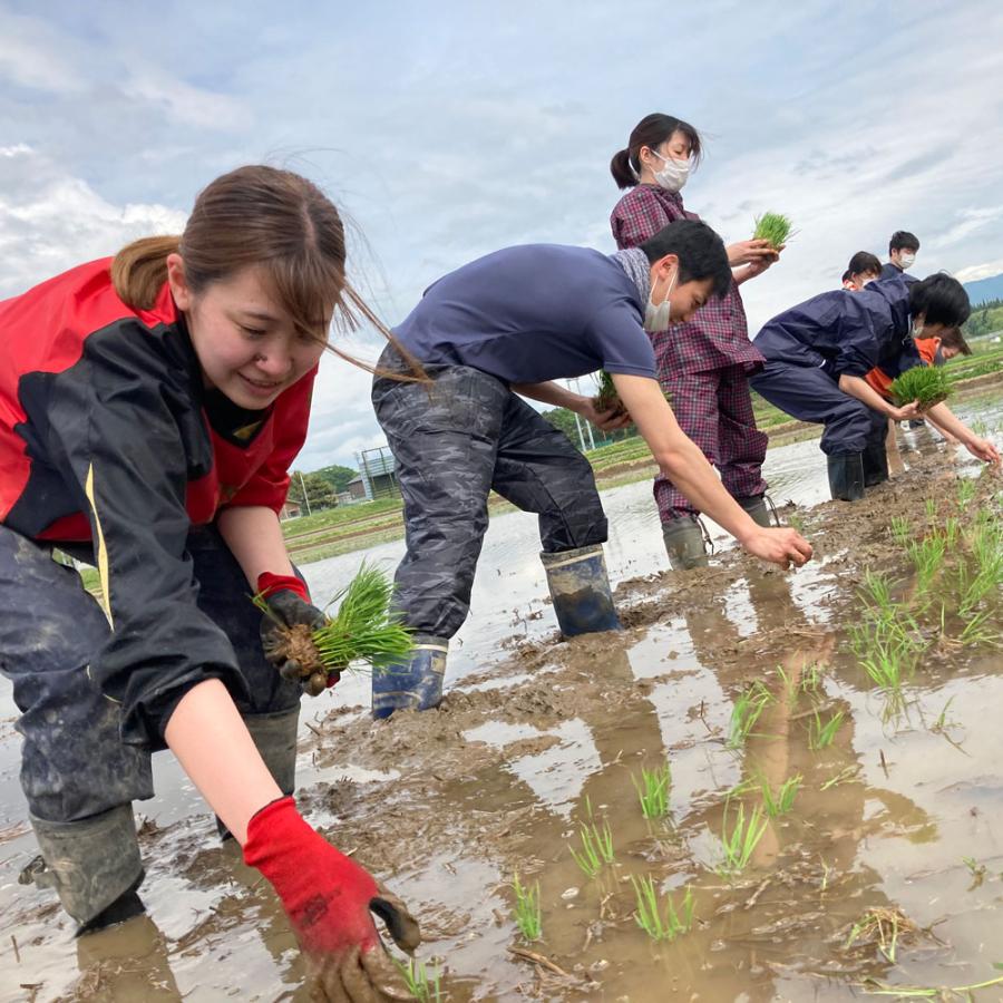 米 お米 あきたこまち 無洗米 20kg（5kg×4袋）秋田県産 農家直送（選べるプレゼント付き） 令和7年産 | あきたこまち | 13