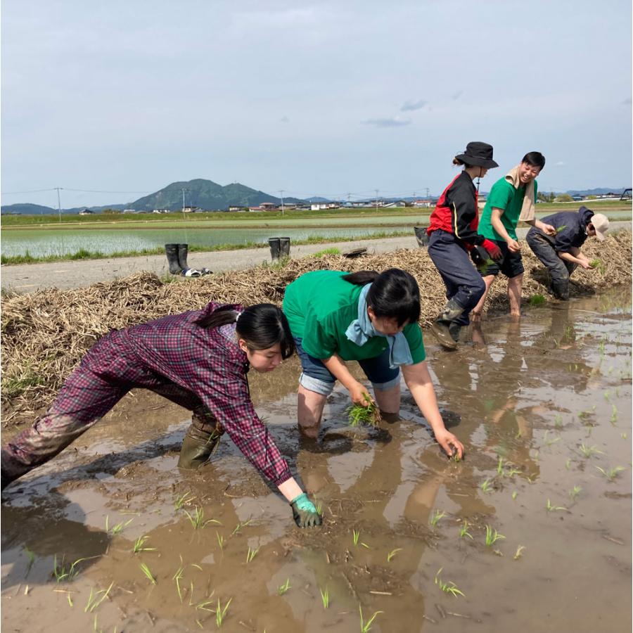 米 お米 あきたこまち 無洗米 5kg 秋田県産 農家直送 古代米お試し袋付き 令和7年産 | あきたこまち | 08