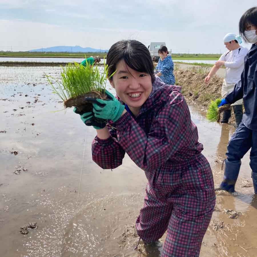 あきたこまち20キロ　玄米　農家直送 あきたこまち 20kg 玄米（真空パック） | まきおファーム｜秋田