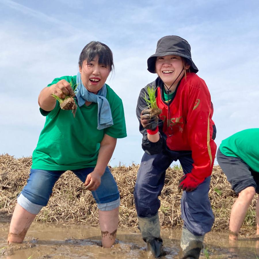 米 お米 あきたこまち 精米 5kg 秋田県産 白米 農家直送 古代米お試し袋付き 令和7年産 | あきたこまち | 09
