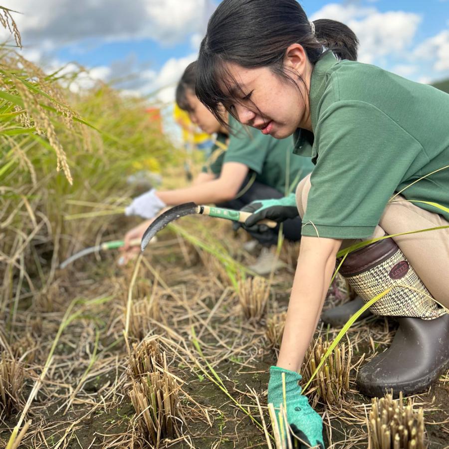 米 お米 あきたこまち 精米 5kg 秋田県産 白米 農家直送 古代米お試し袋付き 令和7年産 | あきたこまち | 10