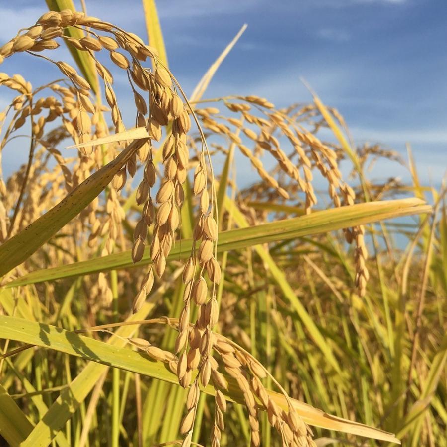 新米 令和4年産 あきたこまち 900g 精米 白米 お米 米 秋田県産 農家直送 古代米お試し袋付き|minato-farm|03