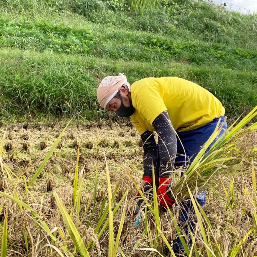 米 お米 米10kg (5kg×2袋) はれわたり 精米 白米 青森県産 米 お米 米10kg (5kg×2袋) はれわたり 精米 白米 青森県産
