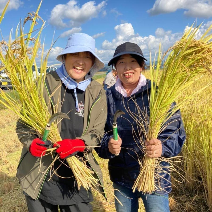ひとめぼれ 【宮城県産】米 お米 米10kg （5kg×2袋） 白米 精米