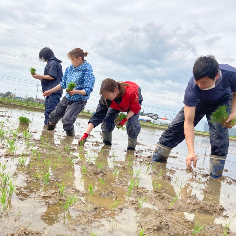 米 お米 まっしぐら 精米 25kg（5kg×5袋）白米 青森県産 古代米お試し