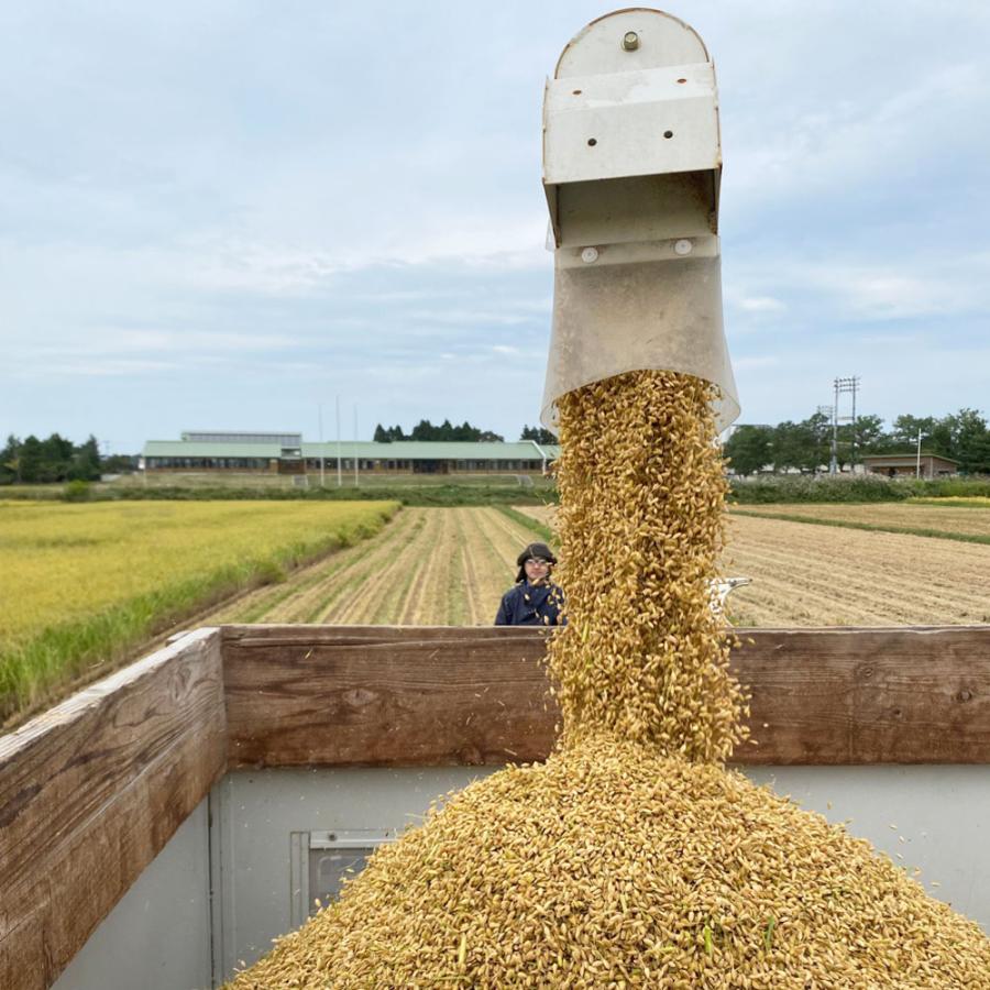 新米 令和4年産 まっしぐら 5kg 精米 白米 お米 米 青森県産 古代米お試し袋付き|minato-farm|05