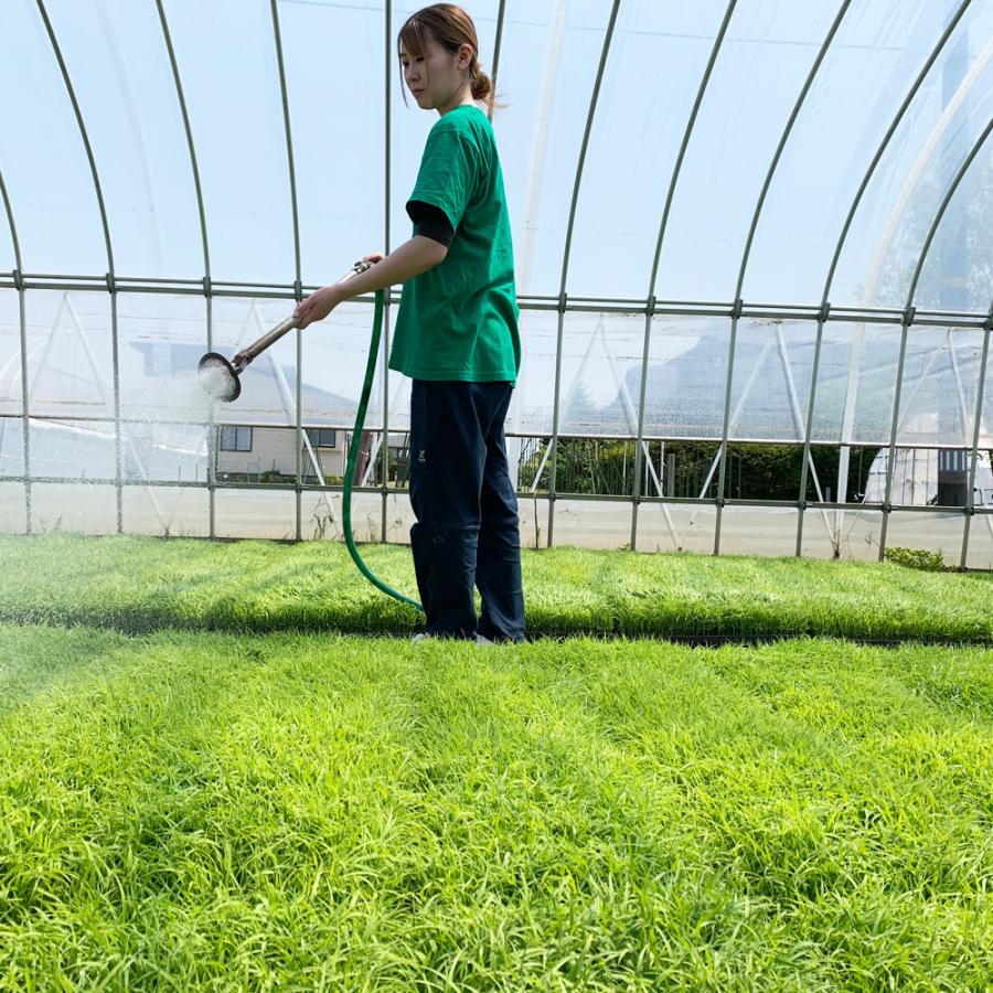 米 お米 青天の霹靂 2kg 精米 白米 青森県産 古代米お試し袋付き 令和7年産 |  | 03