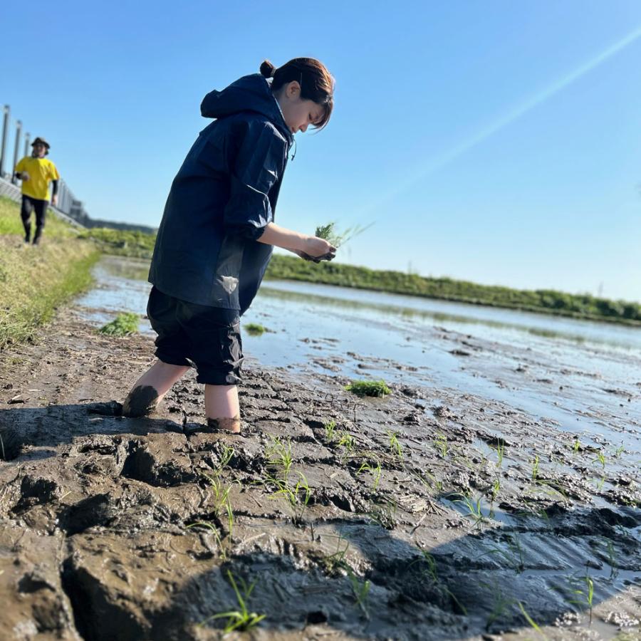 米 お米 青天の霹靂 2kg 精米 白米 青森県産 古代米お試し袋付き 令和7年産 |  | 04