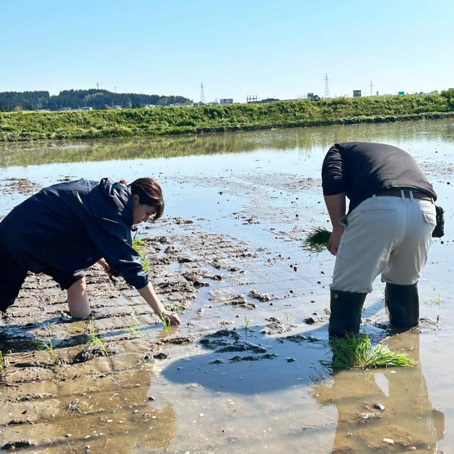 米 お米 青天の霹靂 精米 5kg 白米 青森県産 古代米お試し袋付き 令和7年産 |  | 05