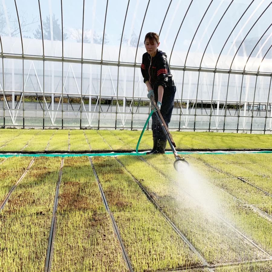 米 お米 青天の霹靂 精米 5kg 白米 青森県産 古代米お試し袋付き 令和7年産 |  | 02