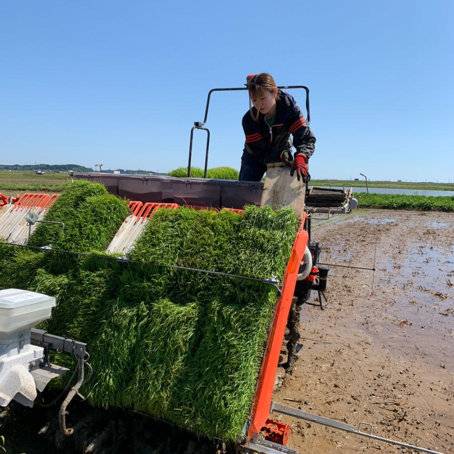 米 お米 青天の霹靂 精米 5kg 白米 青森県産 古代米お試し袋付き 令和7年産 |  | 06