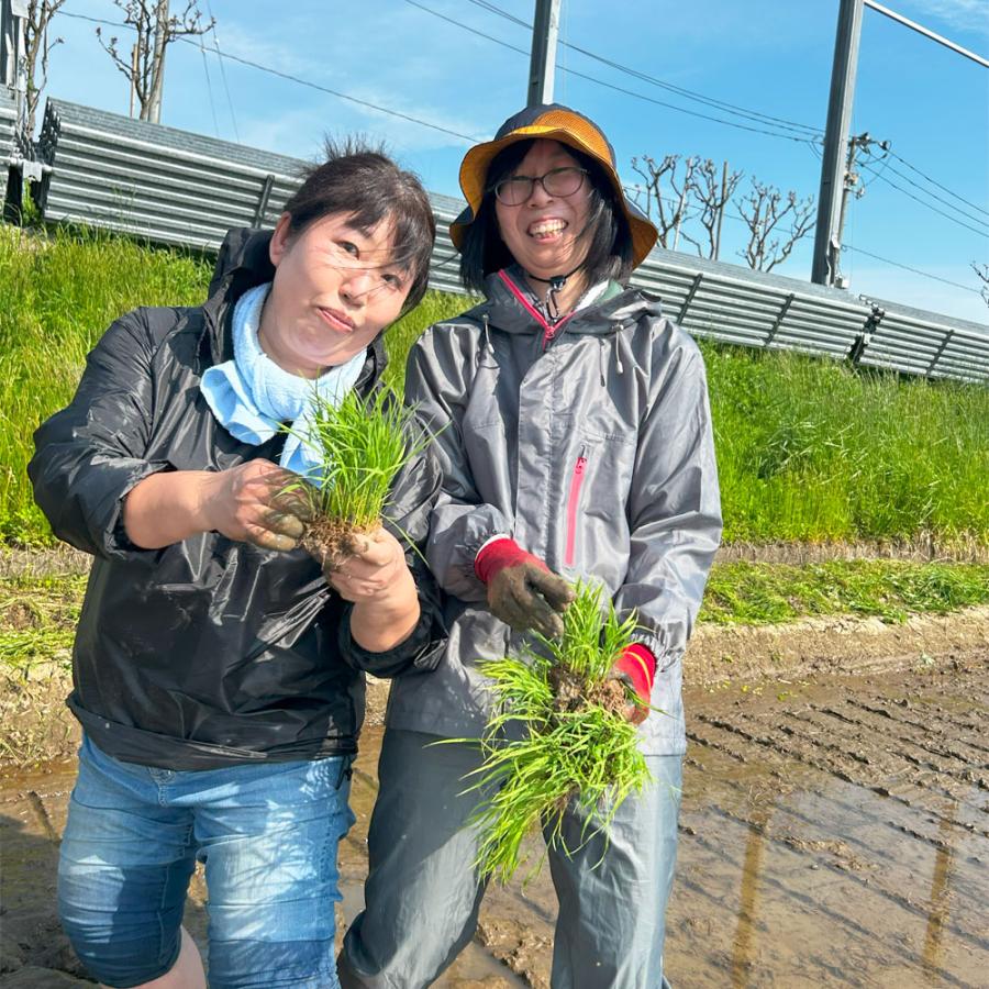 米 お米 青天の霹靂 精米 900g 白米 青森県産 令和7年産 : 水菜土農園