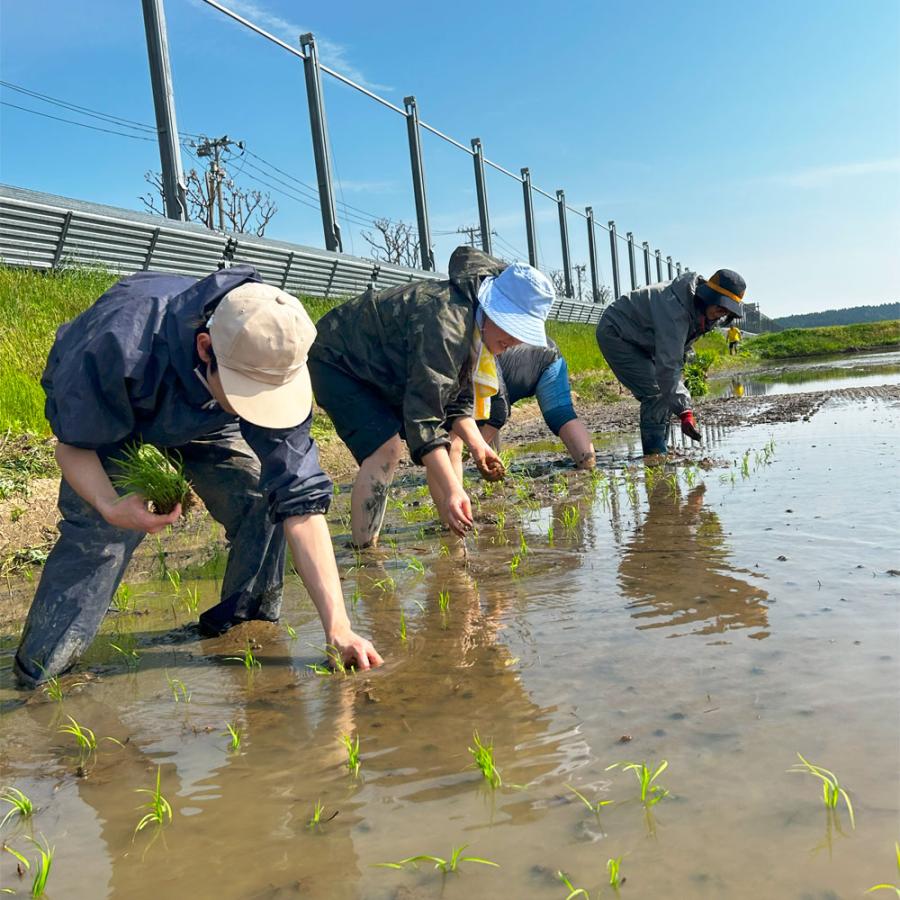 生活応援米 米 お米 ゆめおばこ 精米 10kg（5kg×2袋）秋田県産 白米 農家直送 古代米お試し袋付き 令和7年産 |  | 01