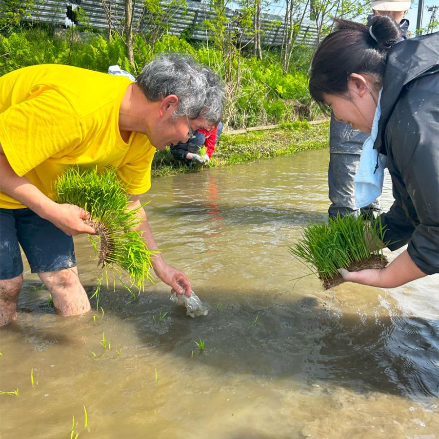 生活応援米 米 お米 ゆめおばこ 精米 10kg（5kg×2袋）秋田県産 白米 農家直送 古代米お試し袋付き 令和7年産 |  | 02