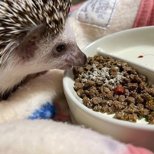 天然 除菌 消臭 パウダー くんくんクリーン ハリネズミ 用 130ｇ 通販 |  | 03