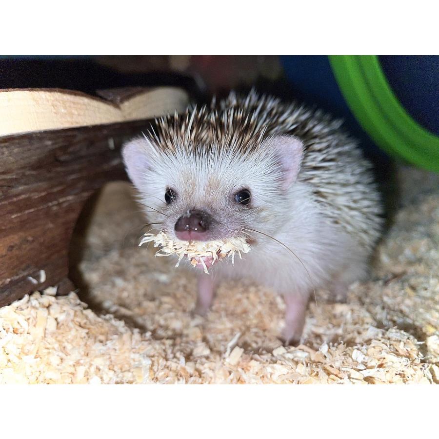 天然 除菌 消臭 パウダー くんくんクリーン ハリネズミ 用 130ｇ 通販 |  | 04