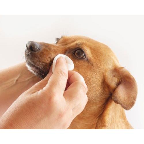 わんちゃんの生涯のパートナー 子犬のしつけから老犬の介護まで ペットケア 天然成分 除菌消臭剤 わんわんクリーン 300ml スプレー　 |  | 01