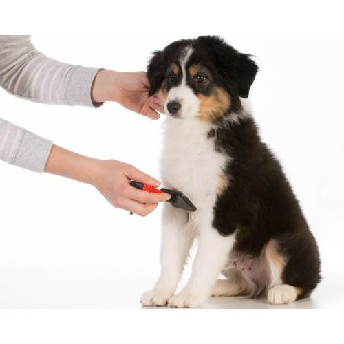 わんちゃんの生涯のパートナー 子犬のしつけから老犬の介護まで ペットケア 天然成分 除菌消臭剤 わんわんクリーン 300ml スプレー　 |  | 02