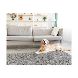 わんちゃんの生涯のパートナー 子犬のしつけから老犬の介護まで ペットケア 天然成分 除菌消臭剤 わんわんクリーン 300ml スプレー　 |  | 05