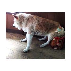 わんちゃんの生涯のパートナー 子犬のしつけから老犬の介護まで ペットケア 天然成分 除菌消臭剤 わんわんクリーン 300ml スプレー　 |  | 07