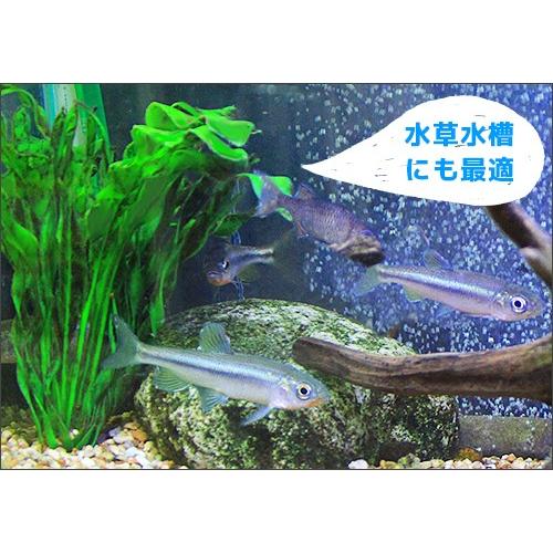 クラシックフィルター エーハイム 60cm 90cm水槽用 外部フィルター フィルター ろ材付セット ミナト電機工業 2215 ろ材付セット 通販 Eheim