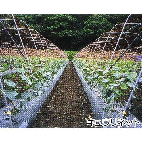 キュウリネット 幅4.2m×長さ100m×網目24cm WB42100 [東京戸張 支柱