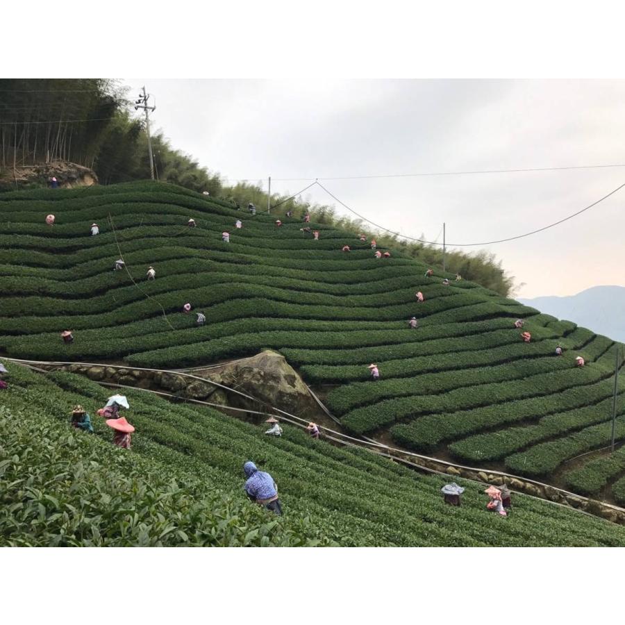 烏龍茶 台湾 杉林渓 130g 無農薬 ウーロン茶 高山茶 茶葉 ティーバッグ 2024年 冬茶 ギフト セット お土産 産地直送 墨王月 Bokugetsu ボクゲツ ティーバック | ブランド登録なし | 03