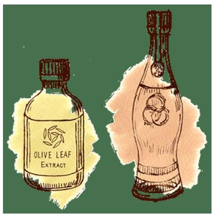 オリーヴリーフ・エキストラクト 500ml ３本セット 約100日分 保存料・着色料・香料無添加 天然ポリフェノールの宝庫 オリーブ葉エキス |  | 01