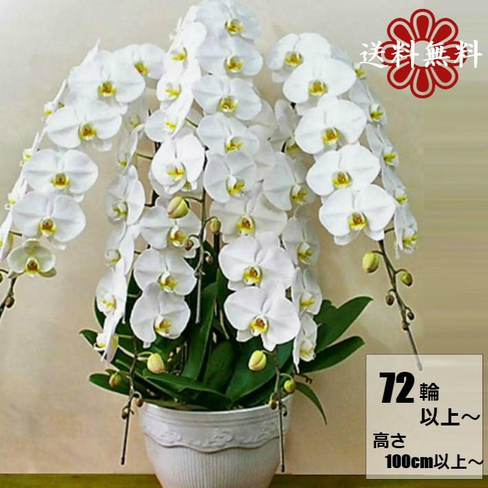 人気絶頂 胡蝶蘭 ギフト お祝い 5本立ち 大輪 白 72輪 ツボミ含む お花屋さんがお届け 配送地域限定 自社便 人気特価激安 Missbargainhuntress Com