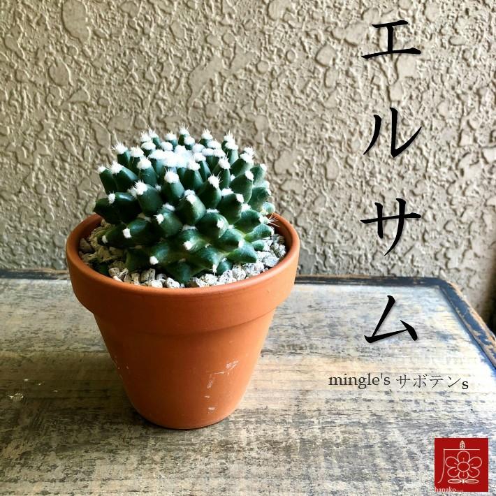 実店舗からpickup エルサム サボテン 素焼き鉢 多肉植物 インテリア 観葉植物 おしゃれ かわいい Pickup Erusamu 西麻布のお花屋さんmingle 通販 Yahoo ショッピング