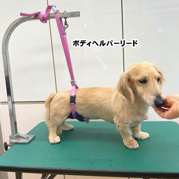 KINPEX（キンペックス） トリミング ボディヘルパーリード 犬用 保定