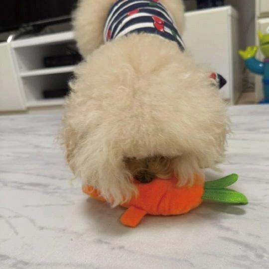 PLATZ 犬用 知育おもちゃ エコベジー｜かわいい野菜ぬいぐるみ3種