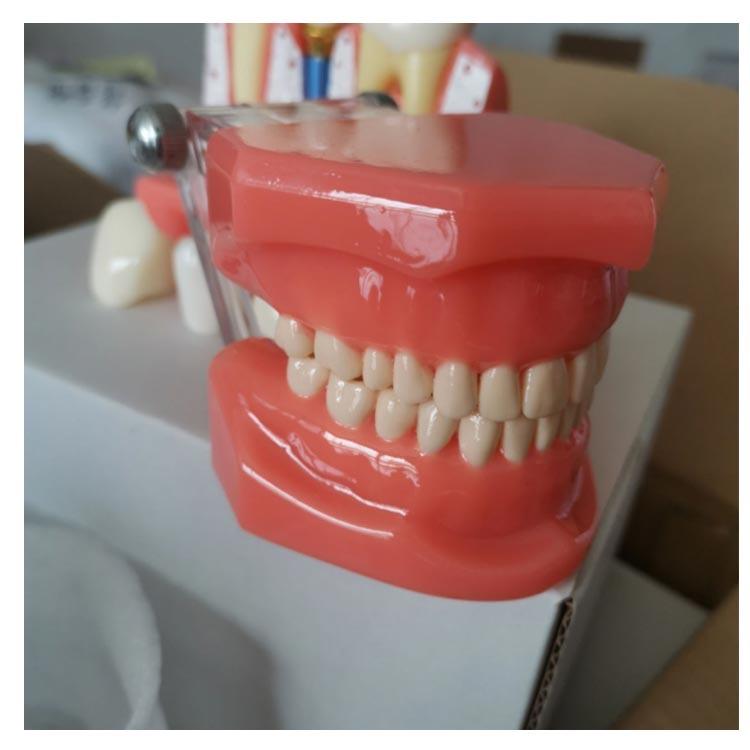 歯模型 透明 歯の模型 歯列模型 疾患展示模型 歯科模型 差し歯 歯医者 人体解剖モデル 歯 模型 歯 モデル 開閉式 歯科 口腔内模型 クリニック｜minoaka｜15