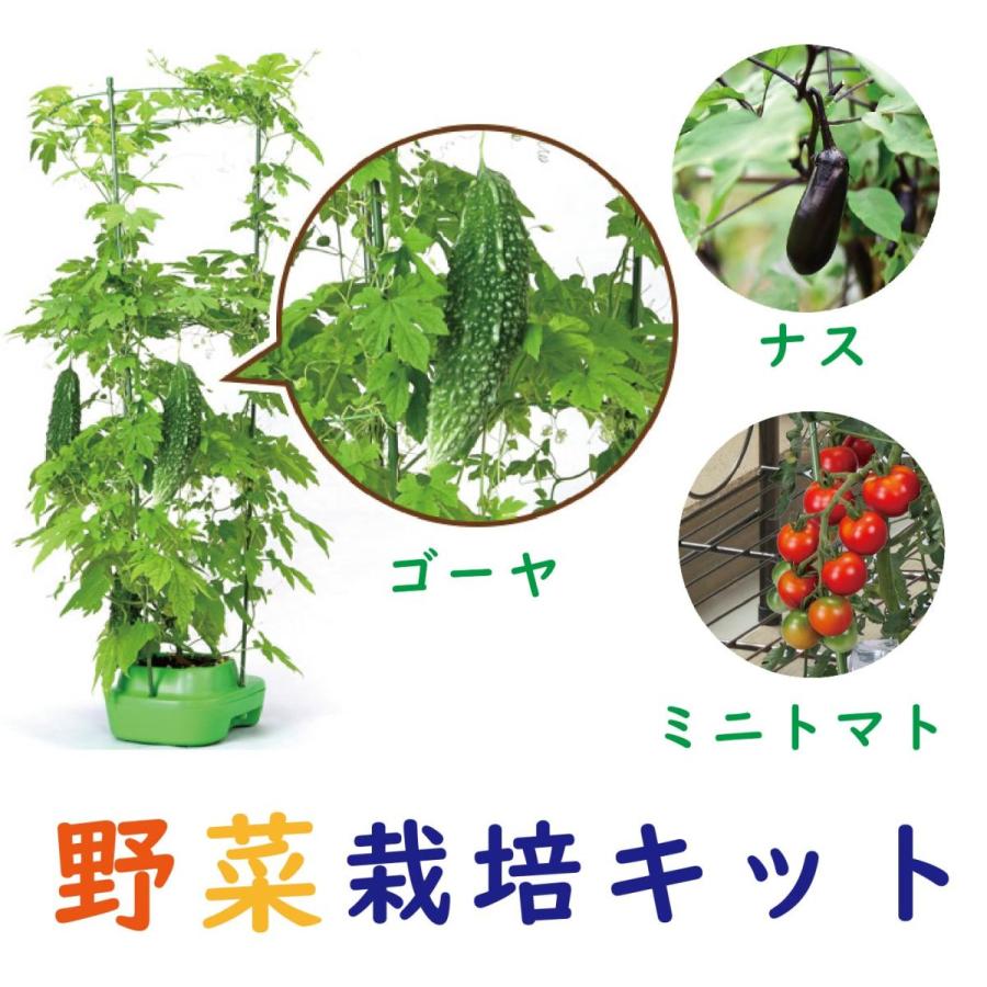 子どもも簡単にできる！ 家庭菜園 水耕栽培 キット 私の畑 ポットタイプ ベランダ菜園  室内 自由研究 送料無料 | みのる産業