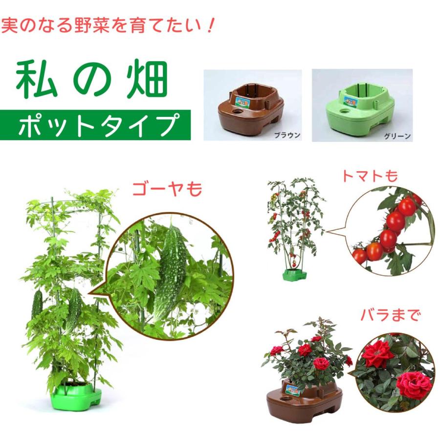 子どもも簡単にできる！ 家庭菜園 水耕栽培 キット 私の畑 ポットタイプ ベランダ菜園  室内 自由研究 送料無料 | みのる産業 | 03