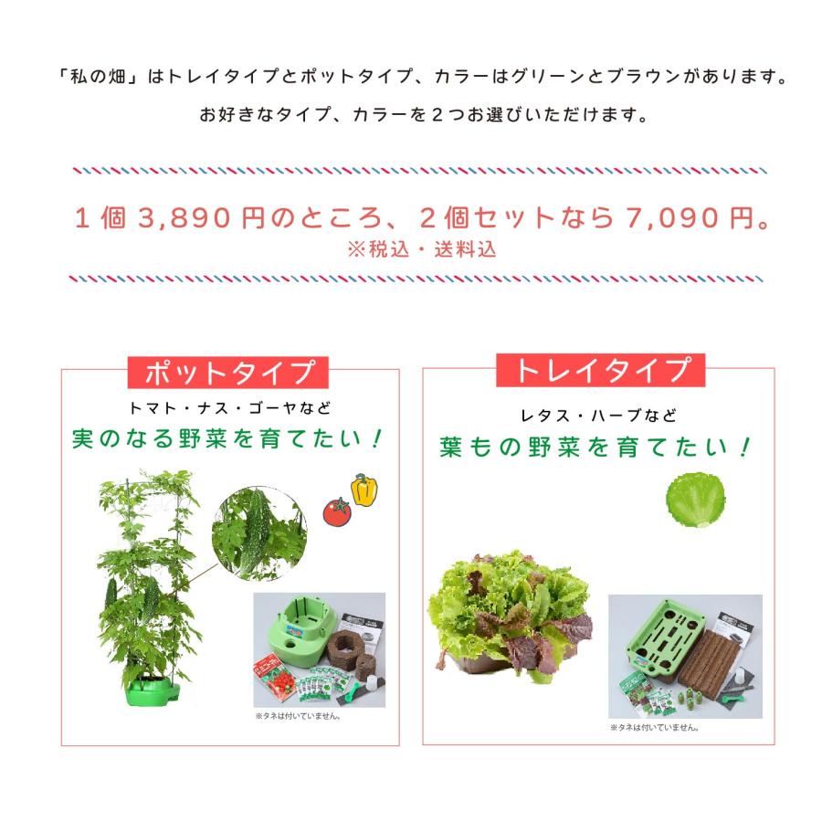 子どもも簡単にできる！家庭菜園キット 私の畑 ２個セット 水耕栽培 キット トレイタイプ ポットタイプ ベランダ菜園  自由研究 室内 送料無料 ハイポニカ肥料付 | みのる産業 | 02