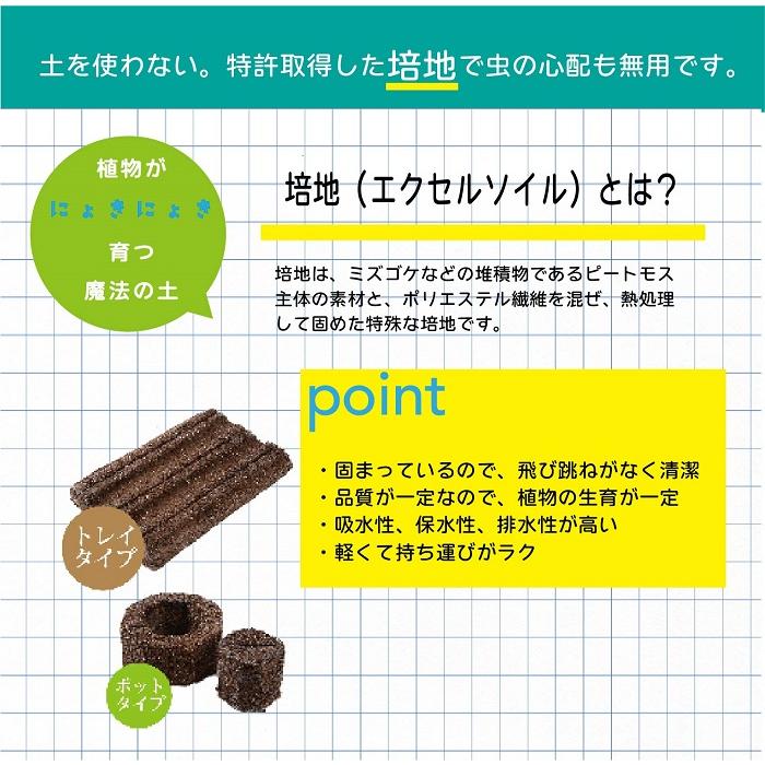 子どもも簡単にできる！家庭菜園キット 私の畑 ２個セット 水耕栽培 キット トレイタイプ ポットタイプ ベランダ菜園  自由研究 室内 送料無料 ハイポニカ肥料付 | みのる産業 | 03