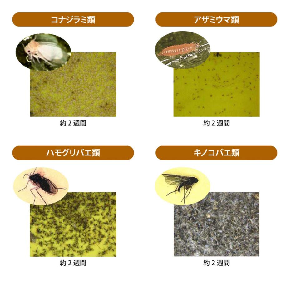 メーカー直送 捕虫器 業務用　吸引式LED捕虫器 スマートキャッチャー CLF-700 施設園芸 アザミウマ コナジラミ | みのる産業 | 02