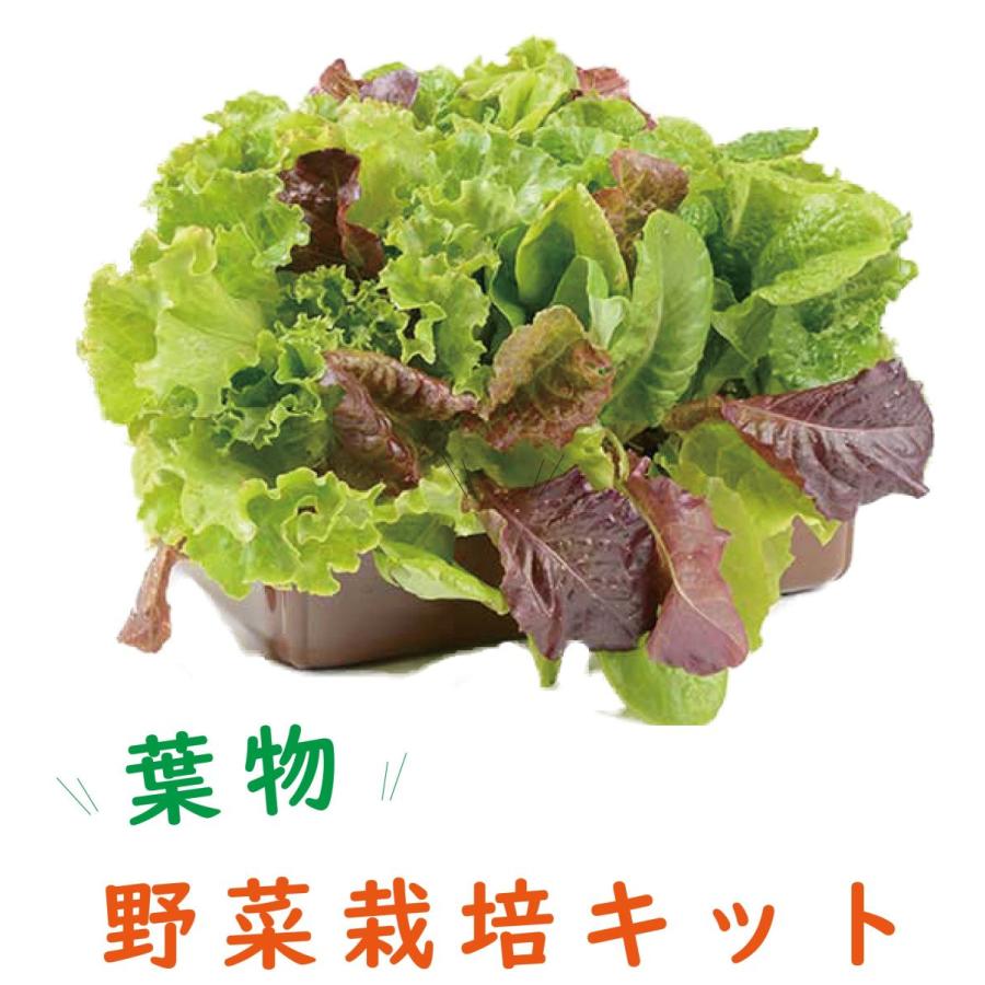 子どもも簡単にできる！家庭菜園 水耕栽培 キット 私の畑  トレイタイプ ベランダ菜園  自由研究 室内 送料無料 | みのる産業