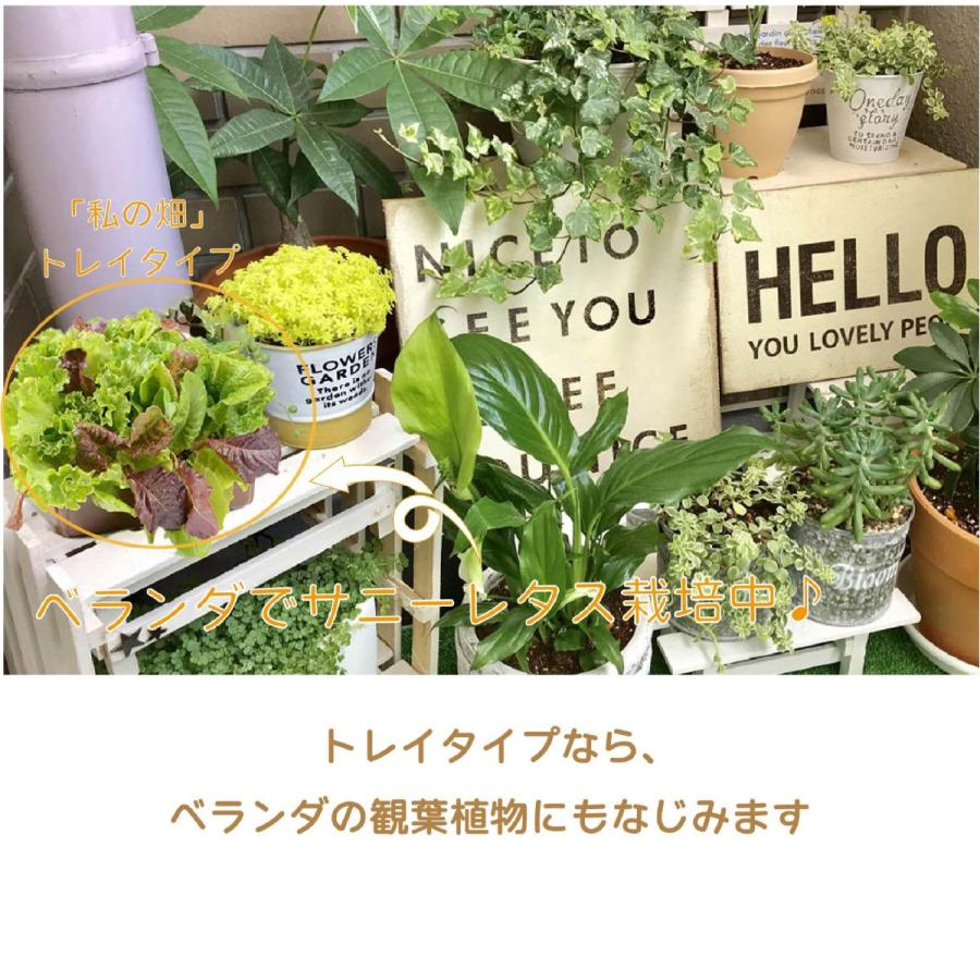 子どもも簡単にできる！家庭菜園 水耕栽培 キット 私の畑  トレイタイプ ベランダ菜園  自由研究 室内 送料無料 | みのる産業 | 07