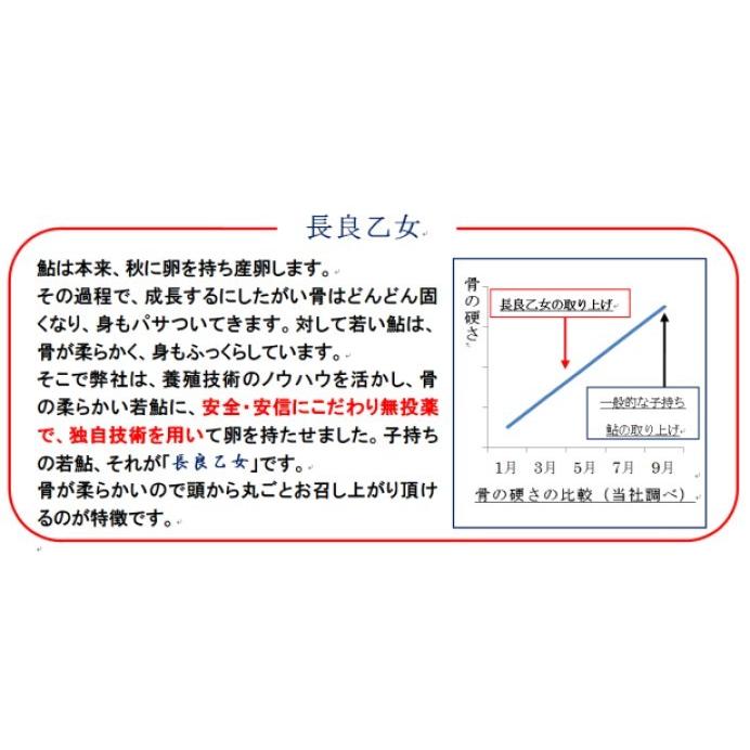 子持ち若鮎【長良乙女】食べきり5種セット(5種類各1尾入り) (有)美濃養魚場 送料無料|minoyougyojyou|08