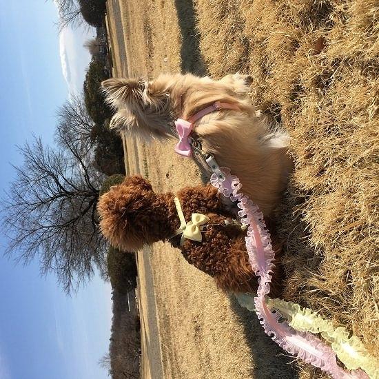 ハーネス 犬 おしゃれ かわいい 小型犬 中型犬 ＮＯ8．ハーネス（八の字ハーネス） 日本製 ミントタン minttan |  | 04
