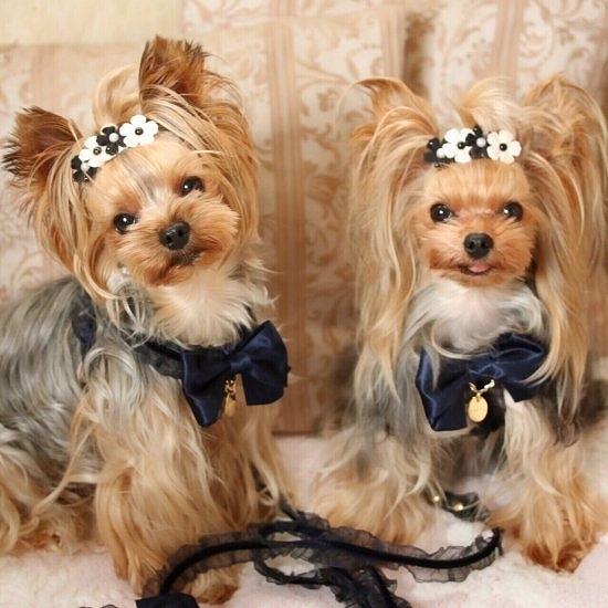 ハーネス 犬 おしゃれ かわいい 小型犬 中型犬 NEWフリルリボン ハーネス 日本製 ミントタン minttan |  | 04