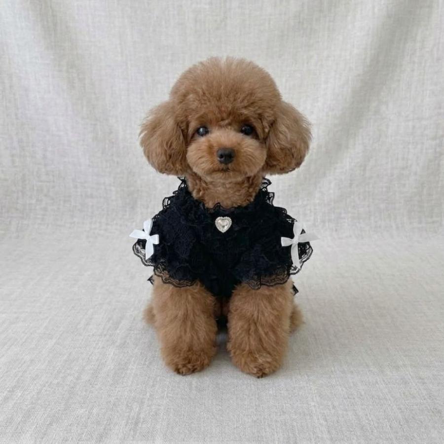犬 服 ワンピース ドレス レース フリル ハート リボン 小型犬 子犬