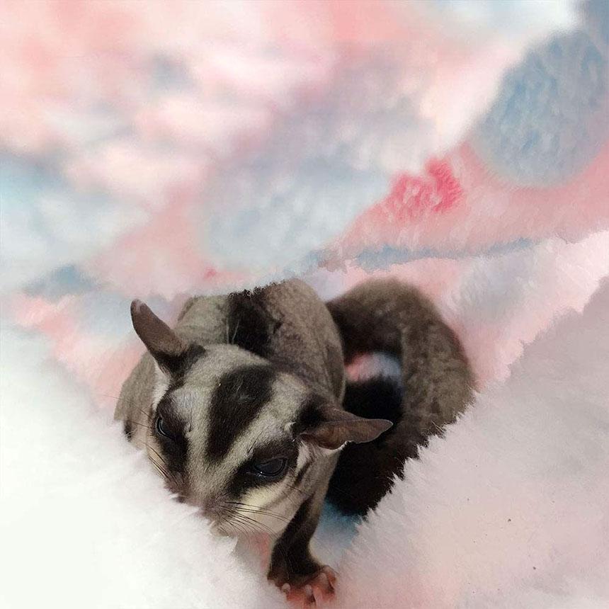 【758】小動物用シングルハンモック・お布団付き【20×25】 695】小動物用シングルハンモック・お布団付き2点セット【20×25